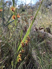 Bossiaea scolopendria