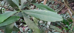 Ancistrocladus heyneanus