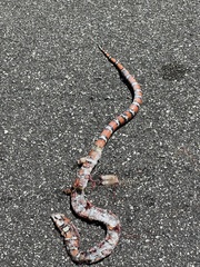 Lampropeltis zonata
