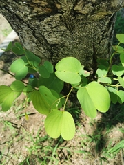 Bauhinia