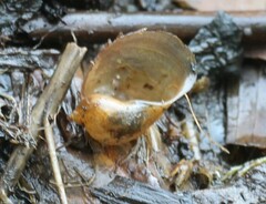 Ampullaceana balthica