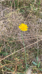 Hypochaeris radicata