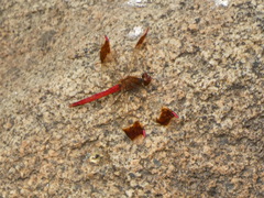 Sympetrum pedemontanum