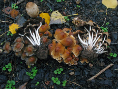 Coprinellus saccharinus