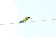 Merops apiaster