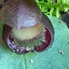 Corybas incurvus