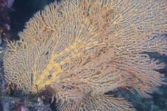 Melithaea zimmeri