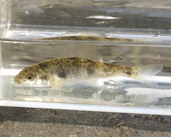 Catostomus rimiculus