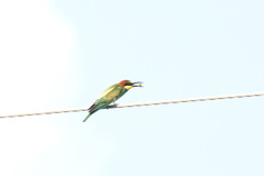 Merops apiaster