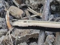 Anguis fragilis