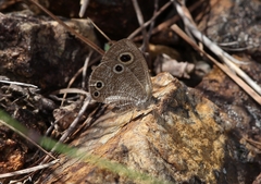Ypthima norma
