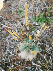 Corynephorus canescens