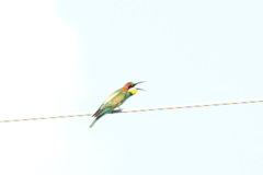 Merops apiaster