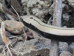Anguis fragilis