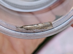 Agriphila geniculea