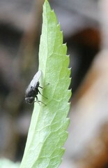 Dichaeta caudata