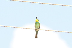 Merops apiaster