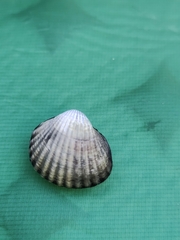 Cerastoderma glaucum