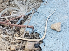 Anguis fragilis