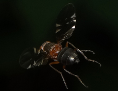 Delphinia picta