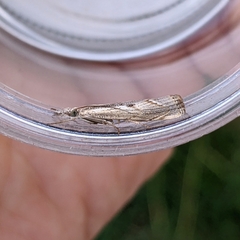 Agriphila geniculea