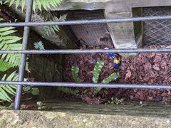 Asplenium scolopendrium