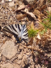 Iphiclides feisthamelii