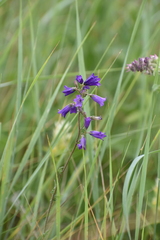 Campanula sibirica