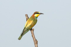 Merops apiaster