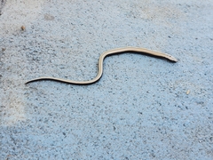 Anguis fragilis
