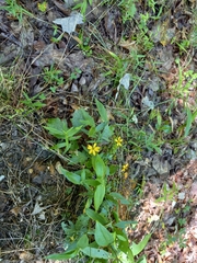 Helianthus microcephalus