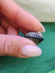 Cerastoderma glaucum