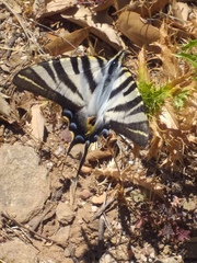 Iphiclides feisthamelii
