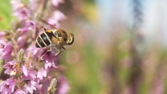 Eristalis arbustorum
