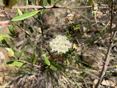 Phebalium squamulosum