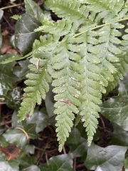 Dryopteris filix-mas