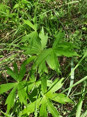 Anemonastrum dichotomum