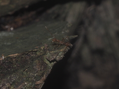 Oecophylla smaragdina