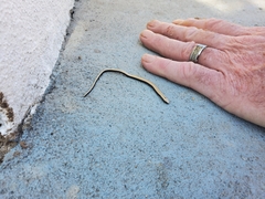 Anguis fragilis