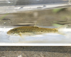 Rhinichthys osculus klamathensis