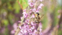 Eristalis arbustorum