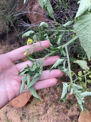 Solanum lycopersicum