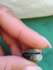 Cerastoderma glaucum