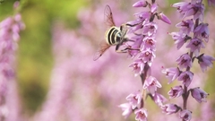Eristalis arbustorum