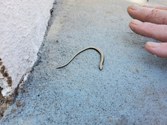 Anguis fragilis