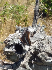 Charaxes jasius