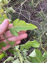 Solanum lycopersicum