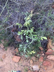 Solanum lycopersicum