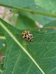 Propylea quatuordecimpunctata