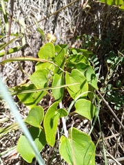 Dioscorea heteropoda